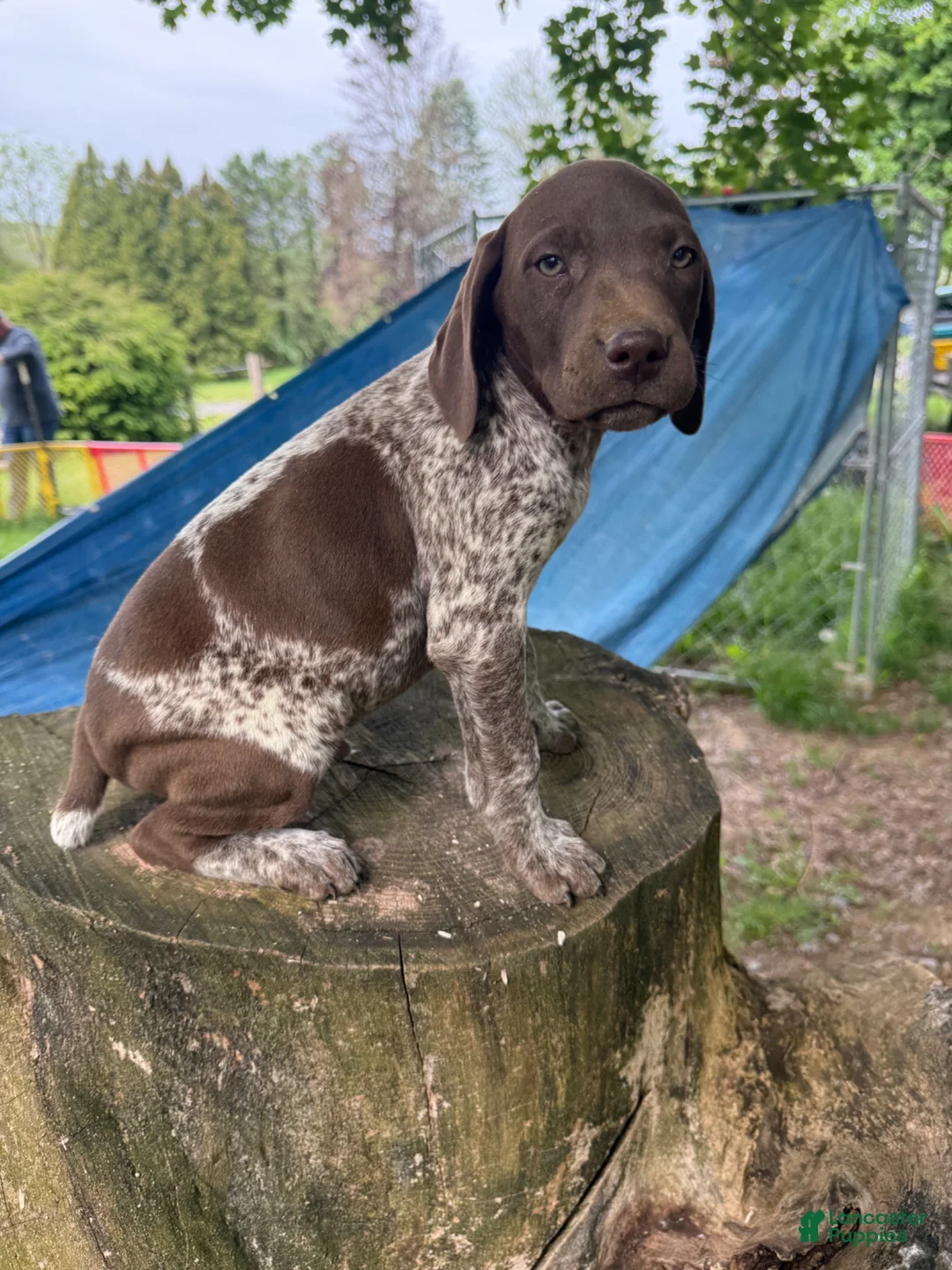 German Shorthaired Pointer dogs for sale: Gary - Ad 2