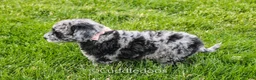 Mixed Breed dogs for sale: Atlas - Ad 5