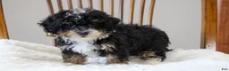 Mini Bernedoodle dogs for sale: Sadie  - Ad 4