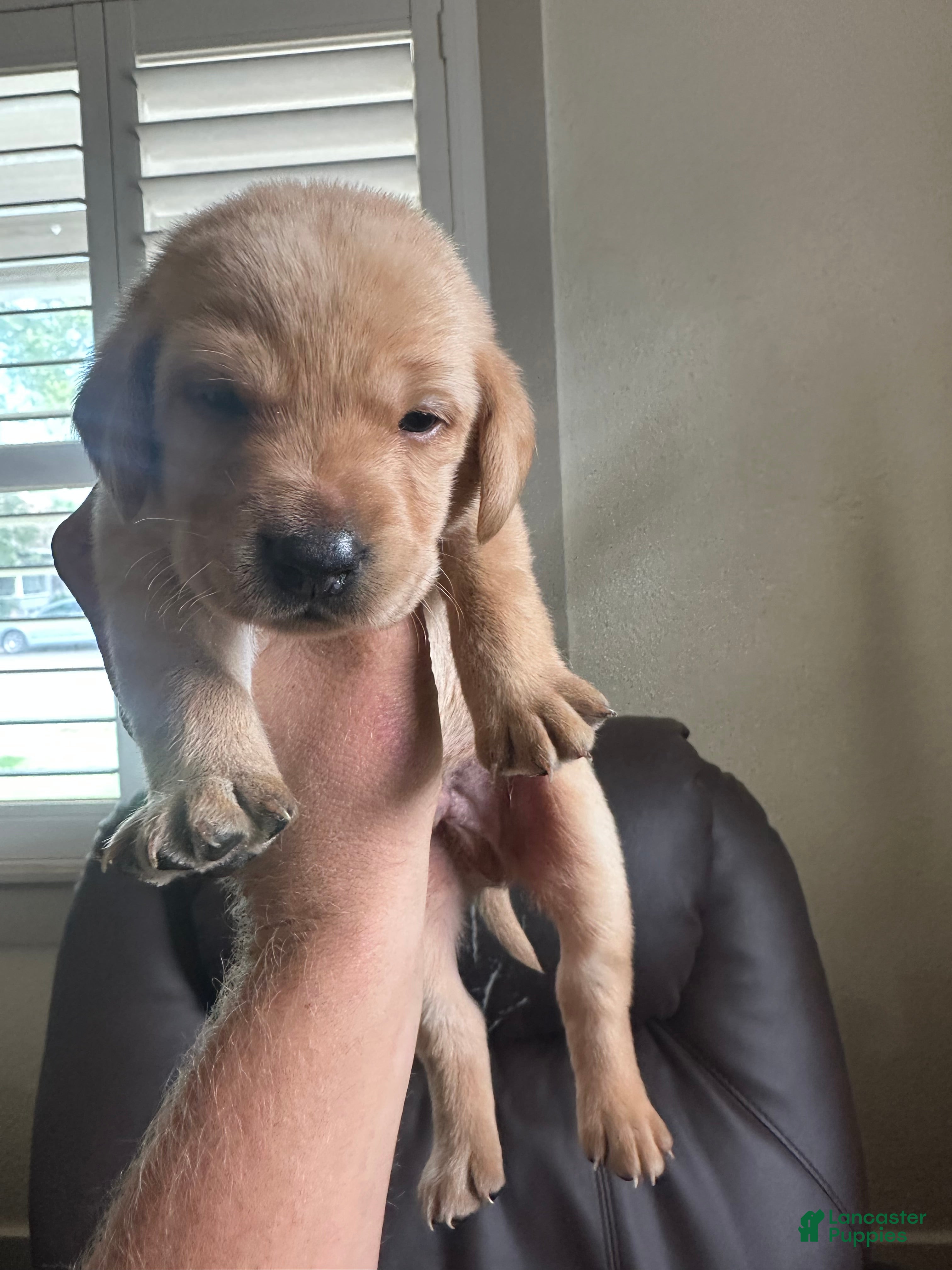 Labrador Retriever dogs Little John - Ad 13