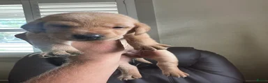 Little John