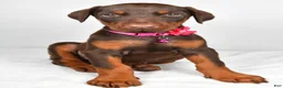 Doberman Pinscher dogs for sale: Lori - Ad 8