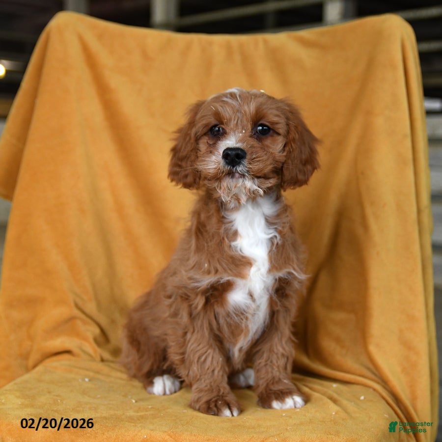 Cavapoo dogs Glitter - Ad 1