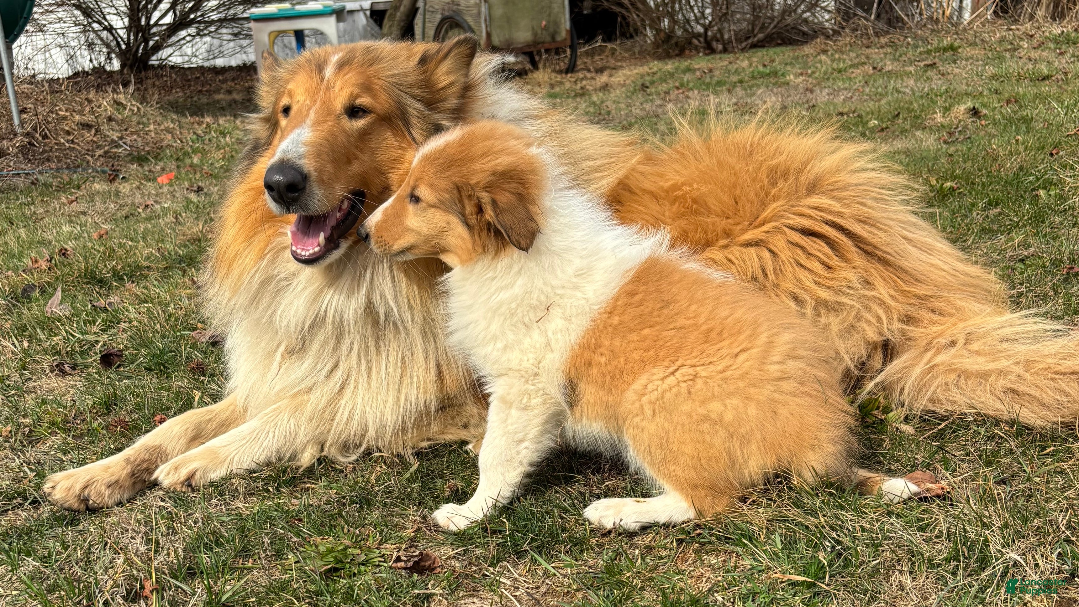 Collie dogs June - Ad 13