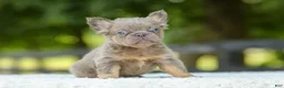 French Bulldog dogs for sale: Lucy - Ad 2