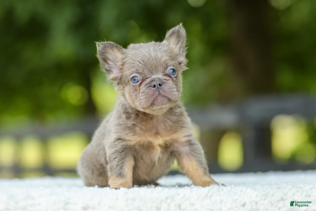 French Bulldog dogs for sale: Lucy - Ad 2
