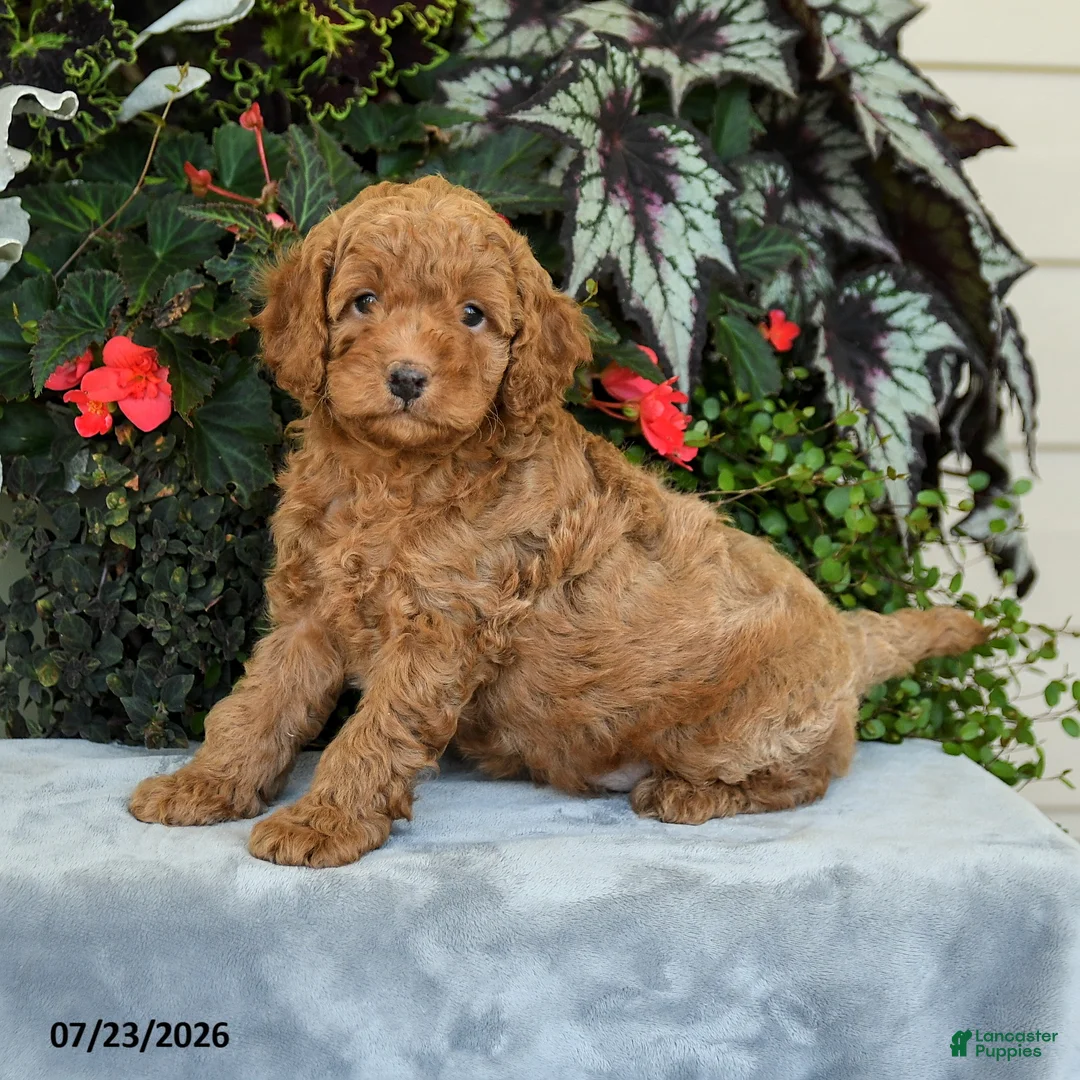 Cavapoo dogs for sale: Zion - Ad 3
