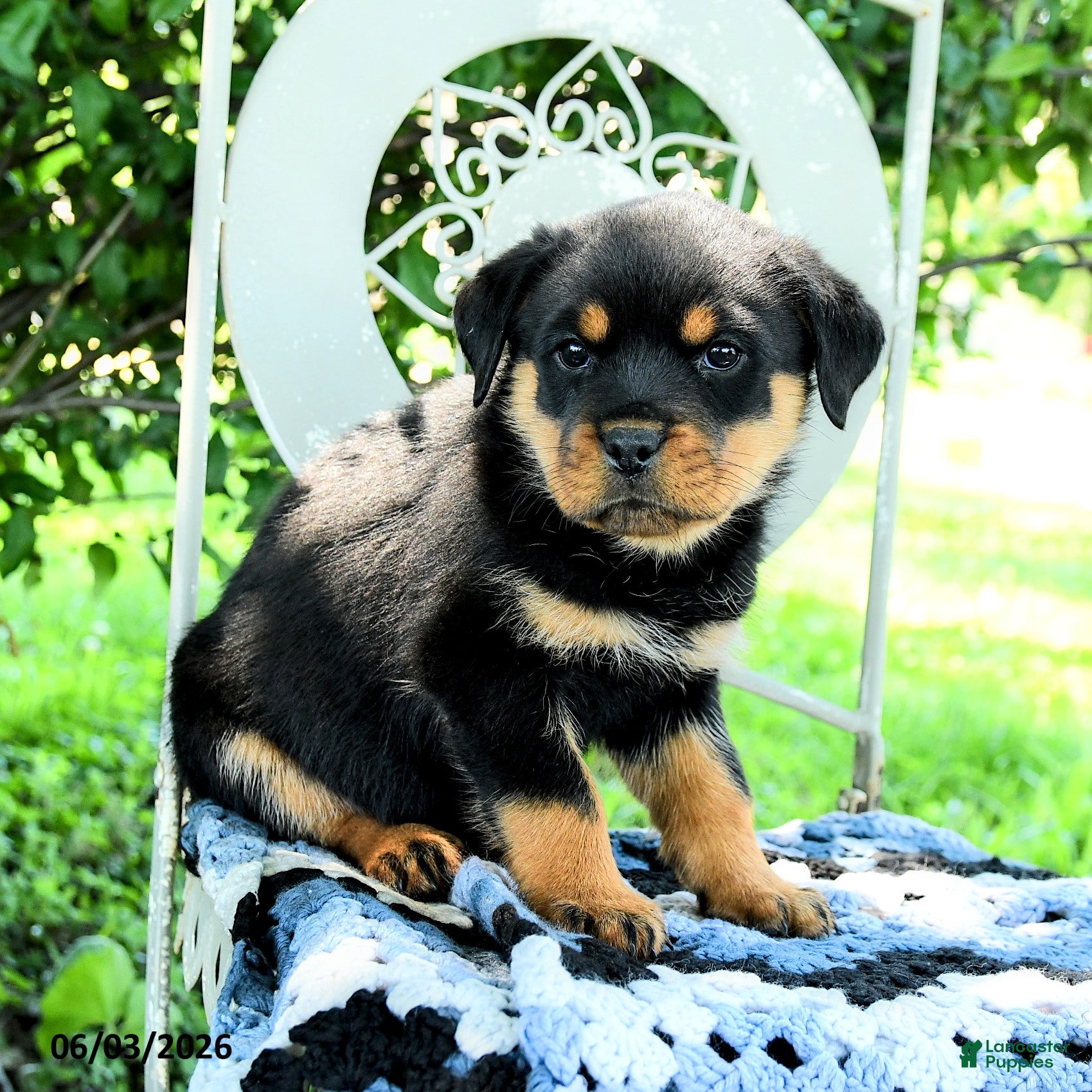 Rottweiler dogs for sale: Journey - Ad 3
