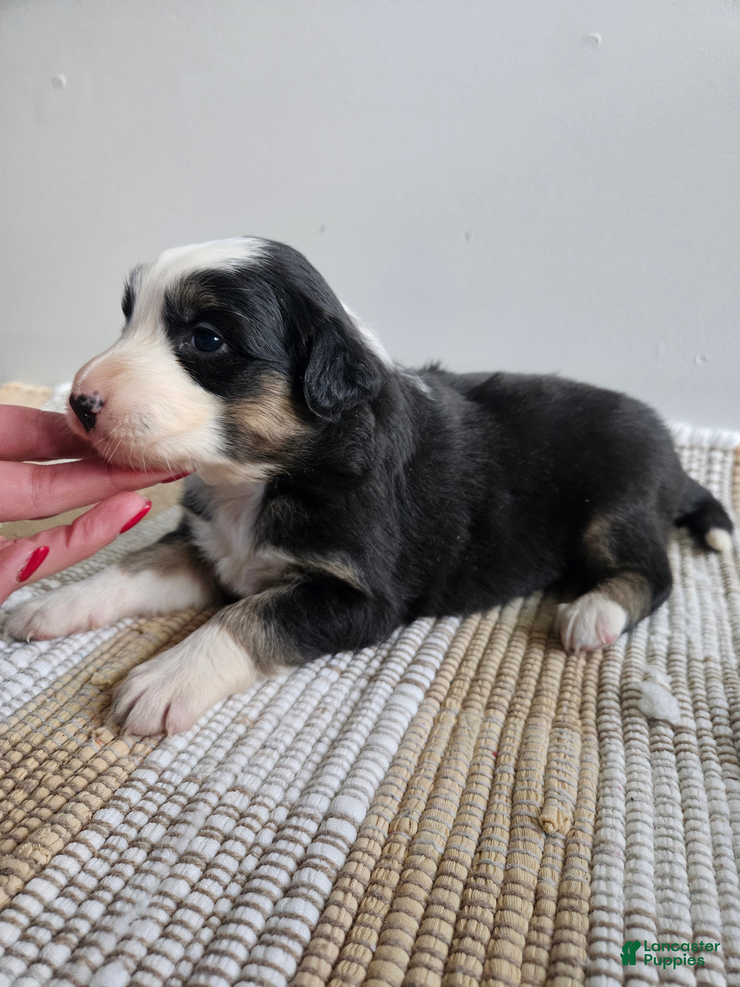 Australian Shepherd dogs Callie - Ad 28