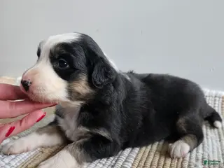 Australian Shepherd dogs Callie - Ad 33