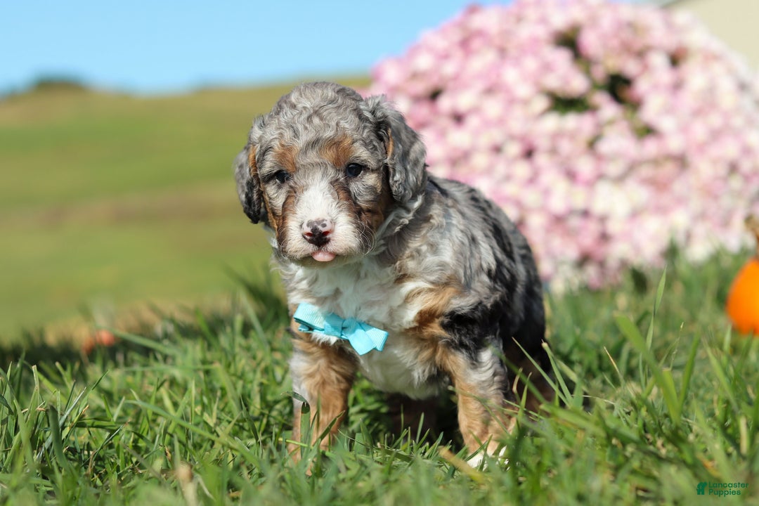 Mini Bernedoodle dogs for sale: Carter - Ad 6