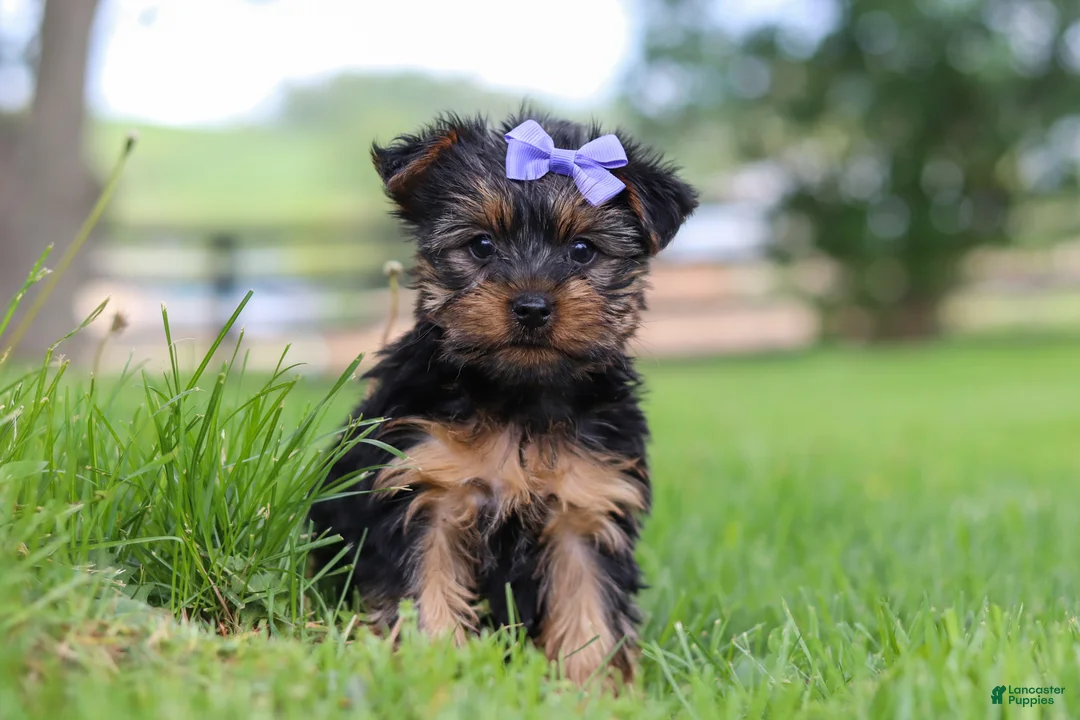 Yorkshire Terrier dogs for sale: Chloe - Ad 1