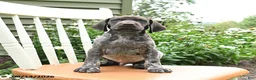 German Shorthaired Pointer dogs for sale: Chase - Ad 5