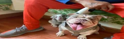 English Bulldog dogs for sale: Delilah - Ad 2