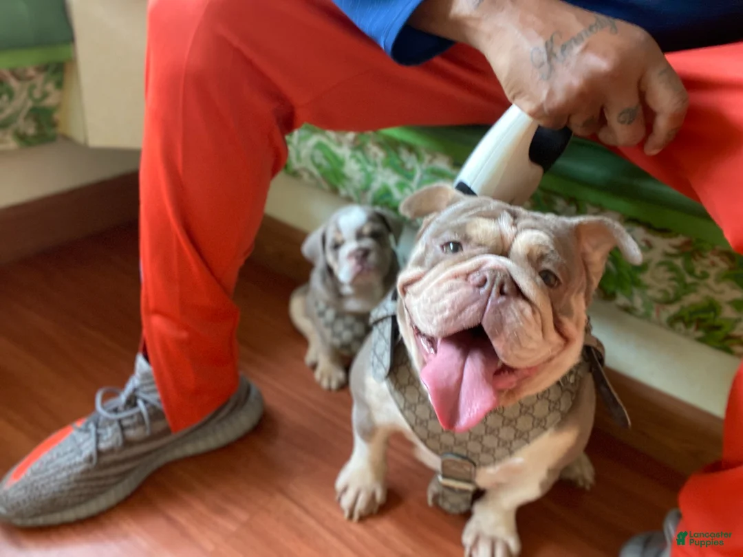 English Bulldog dogs for sale: Delilah - Ad 2