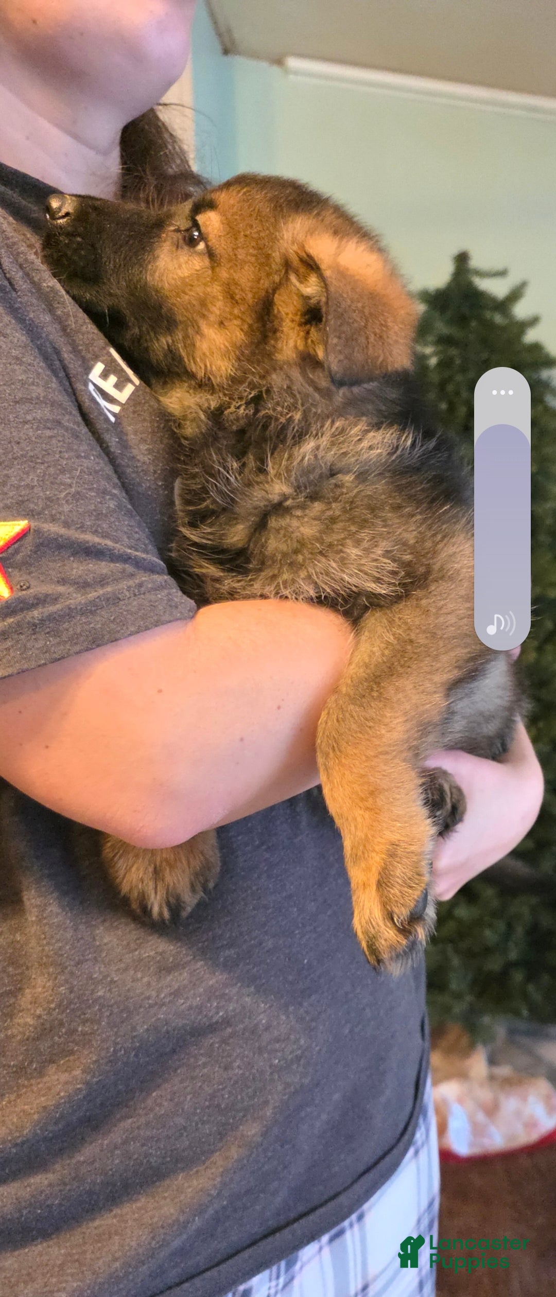 German Shepherd dogs for sale: German Shepherd Puppy 1 - Ad 7