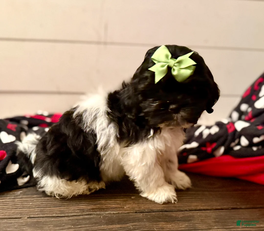 Shihpoo dogs for sale: Elphi - Ad 25