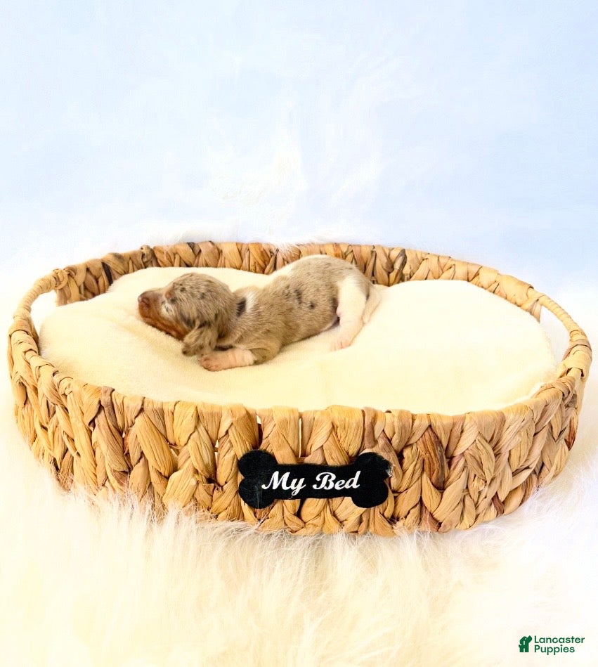 Miniature Dachshund dogs for sale: AKC Belle  - Ad 4