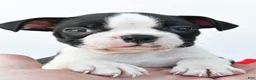 Boston Terrier dogs for sale: Ranger - Ad 10