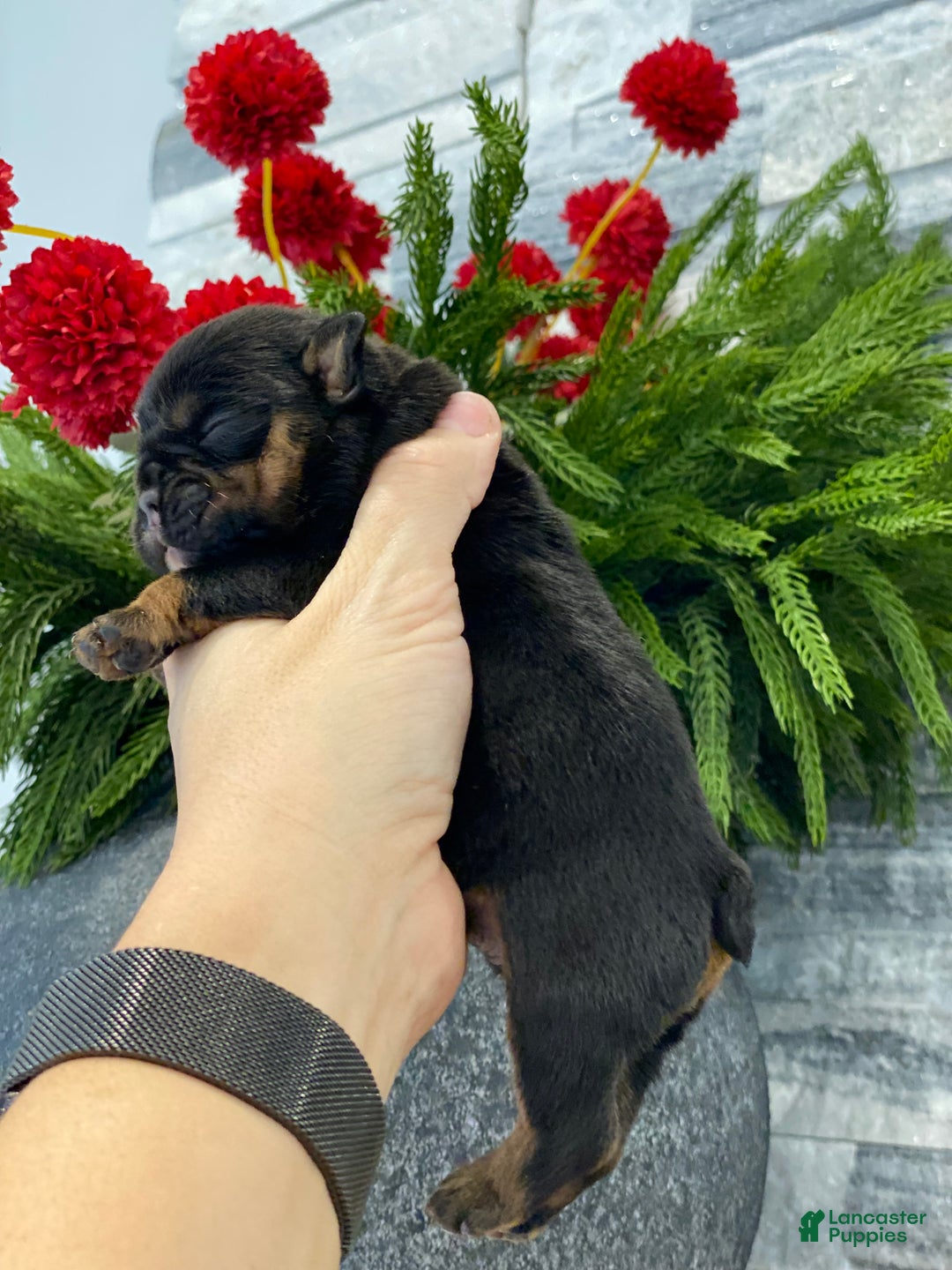 English Bulldog dogs for sale: Love - Ad 2