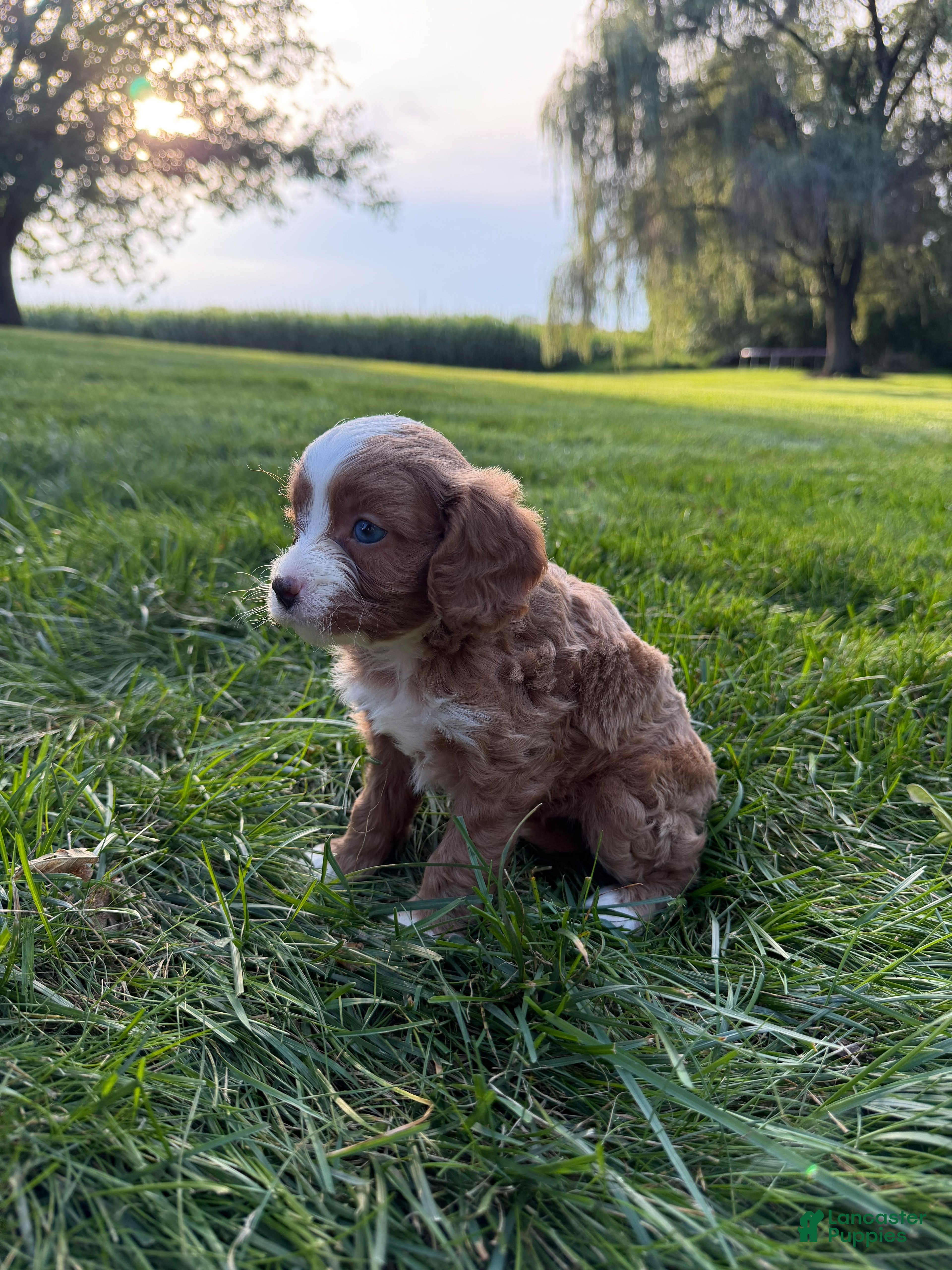Cavapoo dogs Enzo - Ad 2