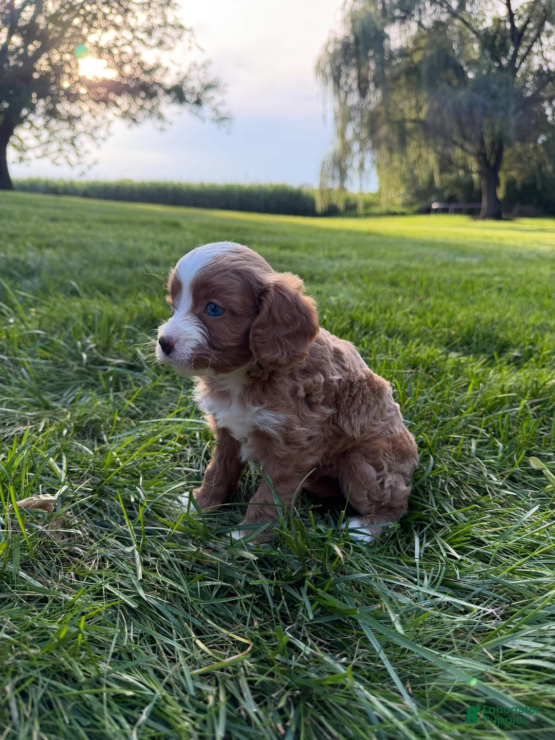 Cavapoo dogs for sale: Enzo - Ad 2