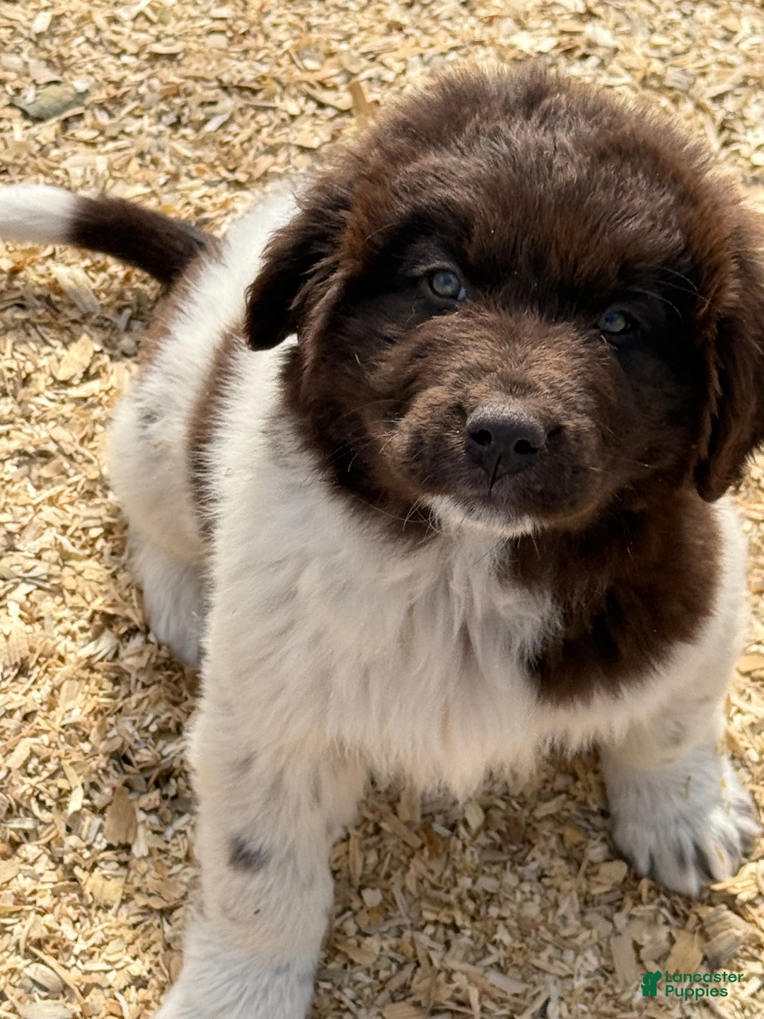 Newfoundland dogs for sale: Mistletoe  - Ad 3