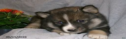 Pomsky dogs for sale: Jaxson - Ad 5