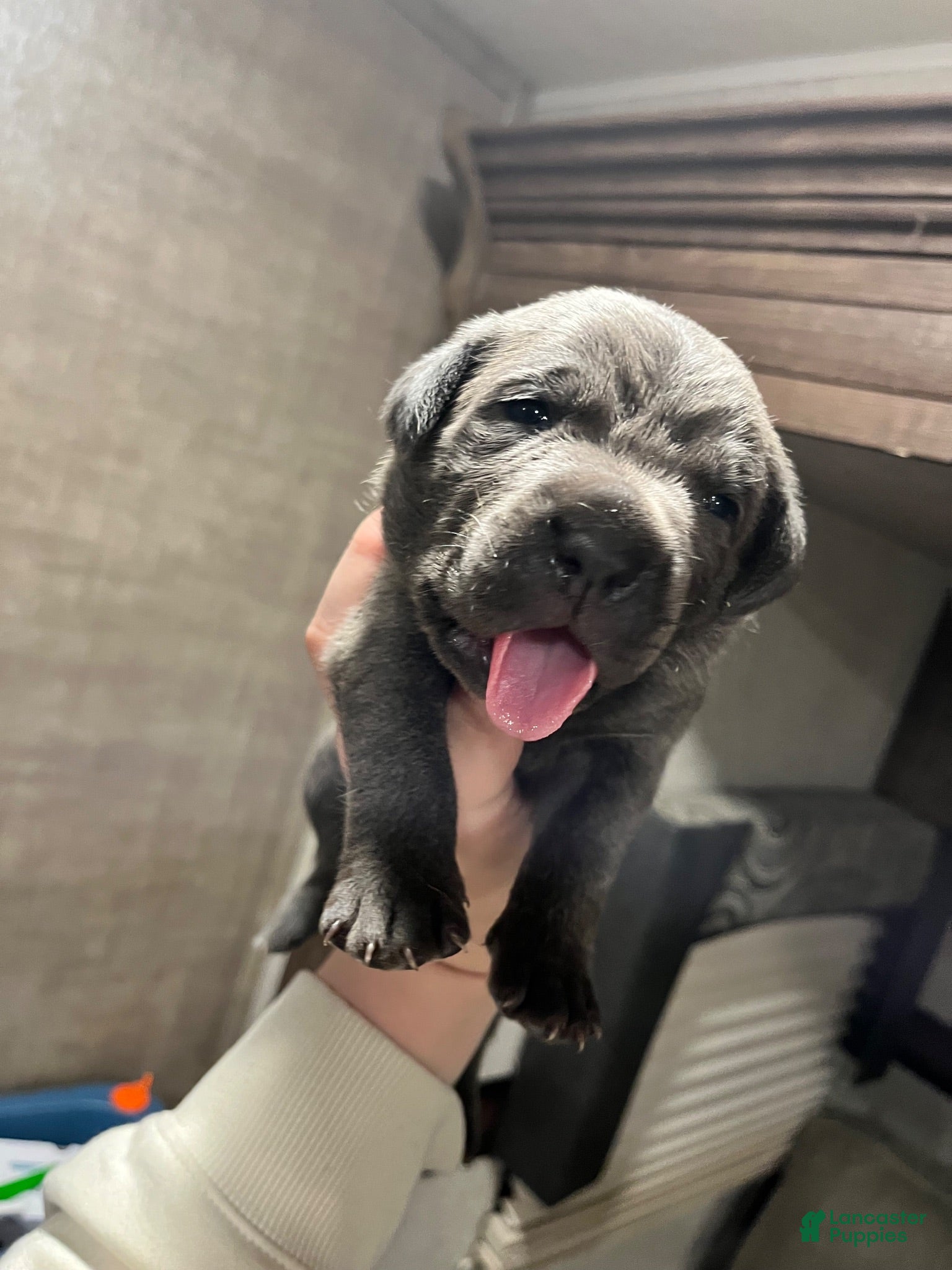 Cane Corso dogs Cane Corso 2 - Ad 1