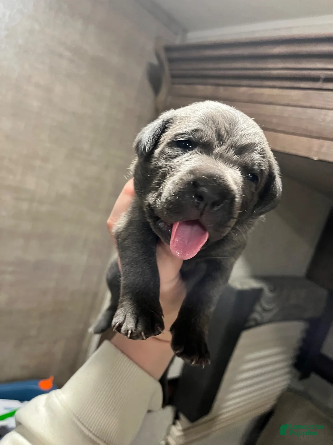 Cane Corso dogs for sale: Cane Corso 2 - Ad 1