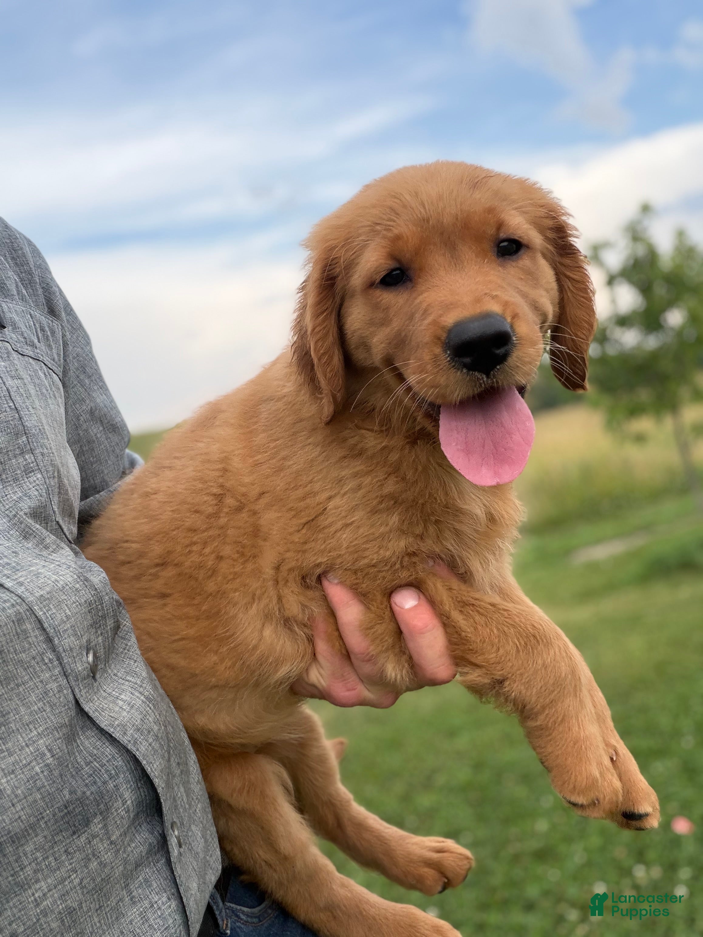 Golden Retriever dogs Honey - Ad 2