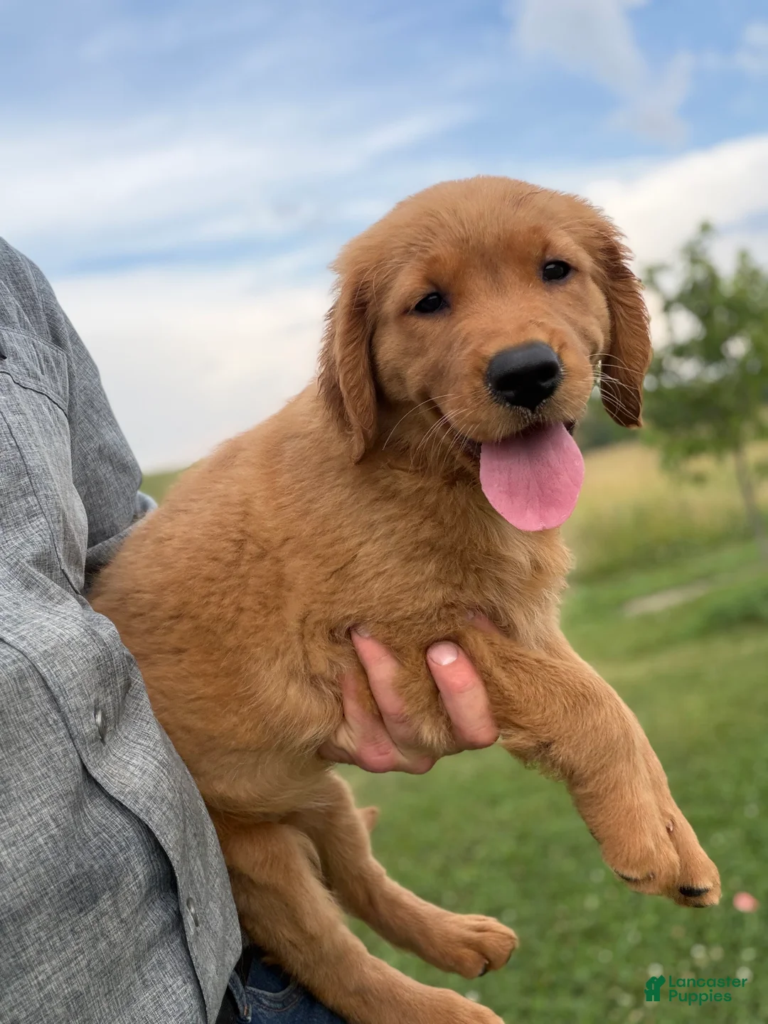 Golden Retriever dogs for sale: Honey - Ad 2