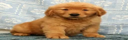 Golden Retriever dogs for sale: Quincey - Ad 7