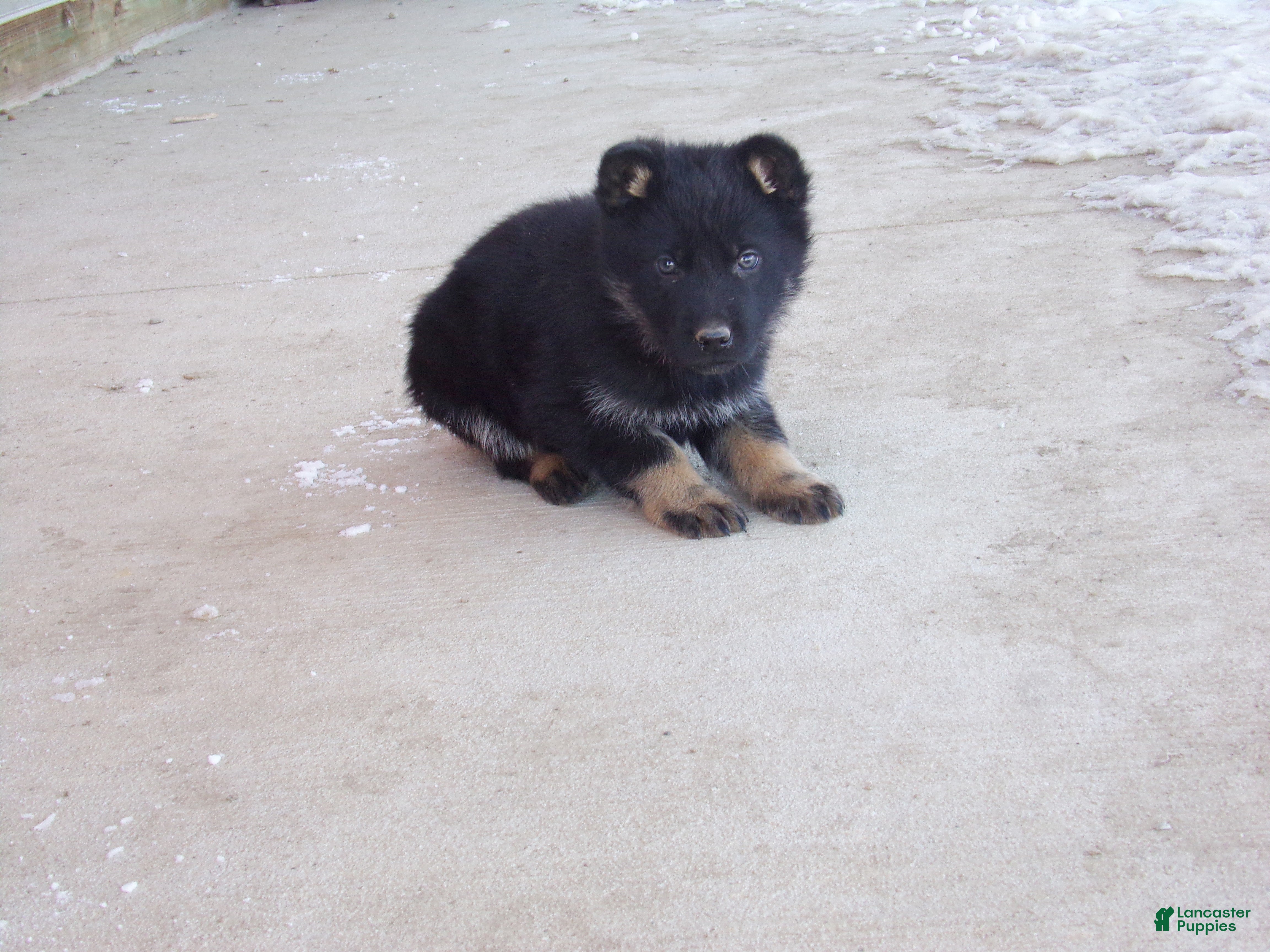 German Shepherd dogs Cyan - Ad 2