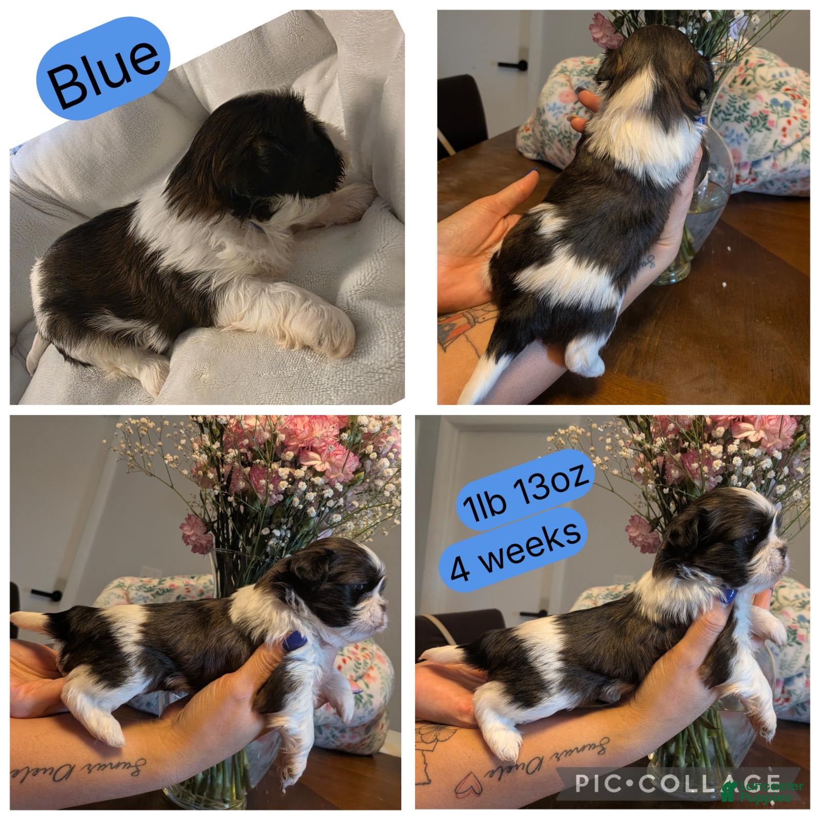Shih Tzu dogs for sale: Blue - Ad 2