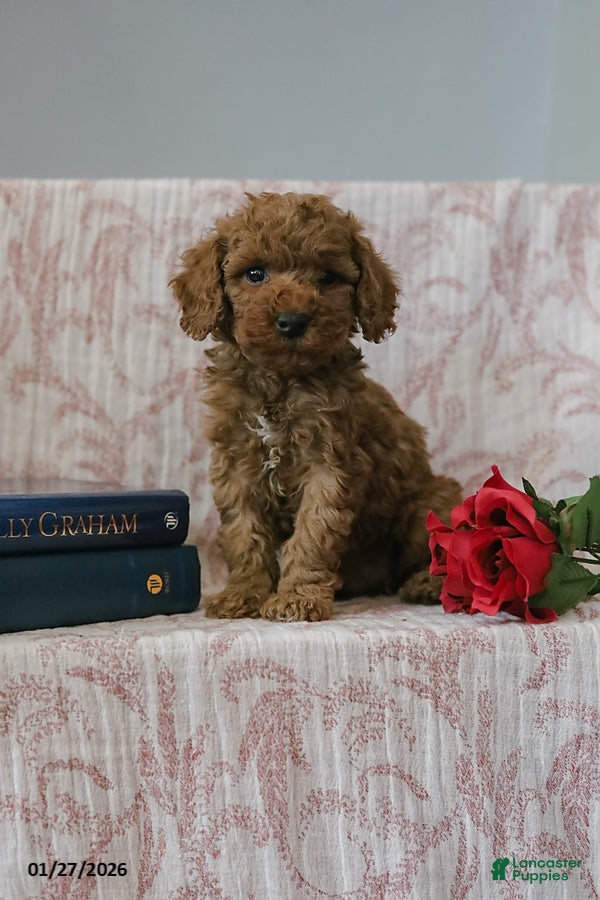 Cockapoo dogs Jason - Ad 2