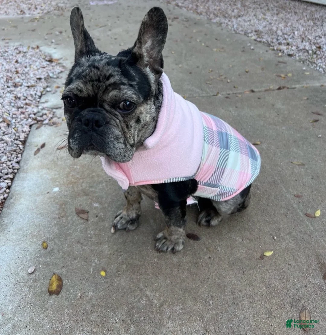 French Bulldog dogs for sale: Girl - Ad 4
