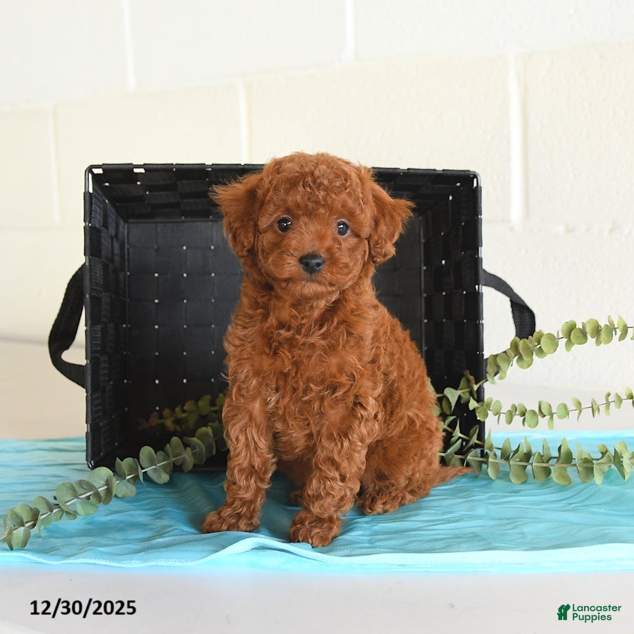 Toy Poodle dogs for sale: Toby - Ad 2