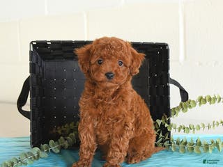 Toy Poodle dogs Toby - Ad 34