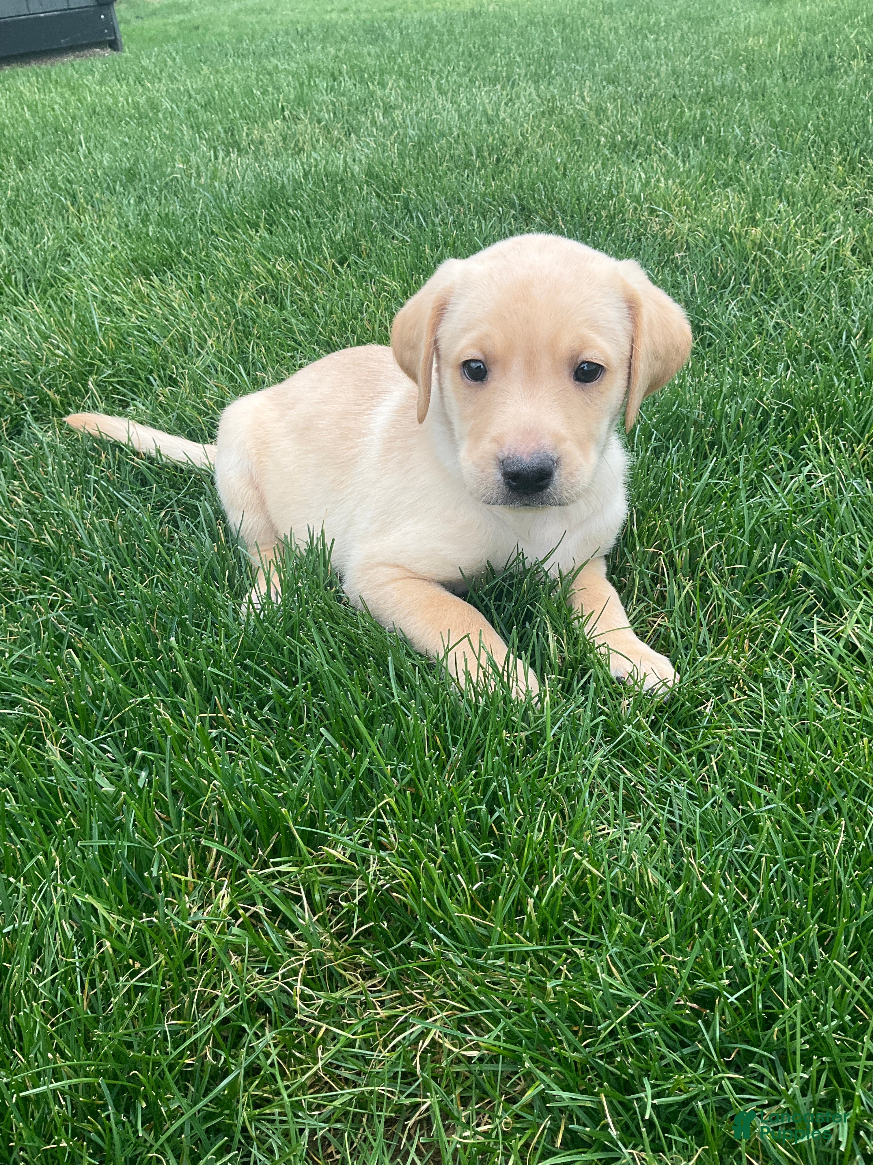 Labrador Retriever dogs Max - Ad 2