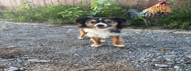 Cooper