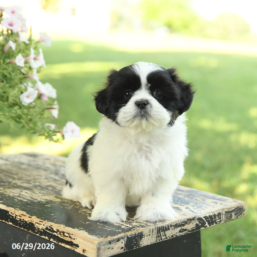 Shih Tzu dogs Scout - Ad 1