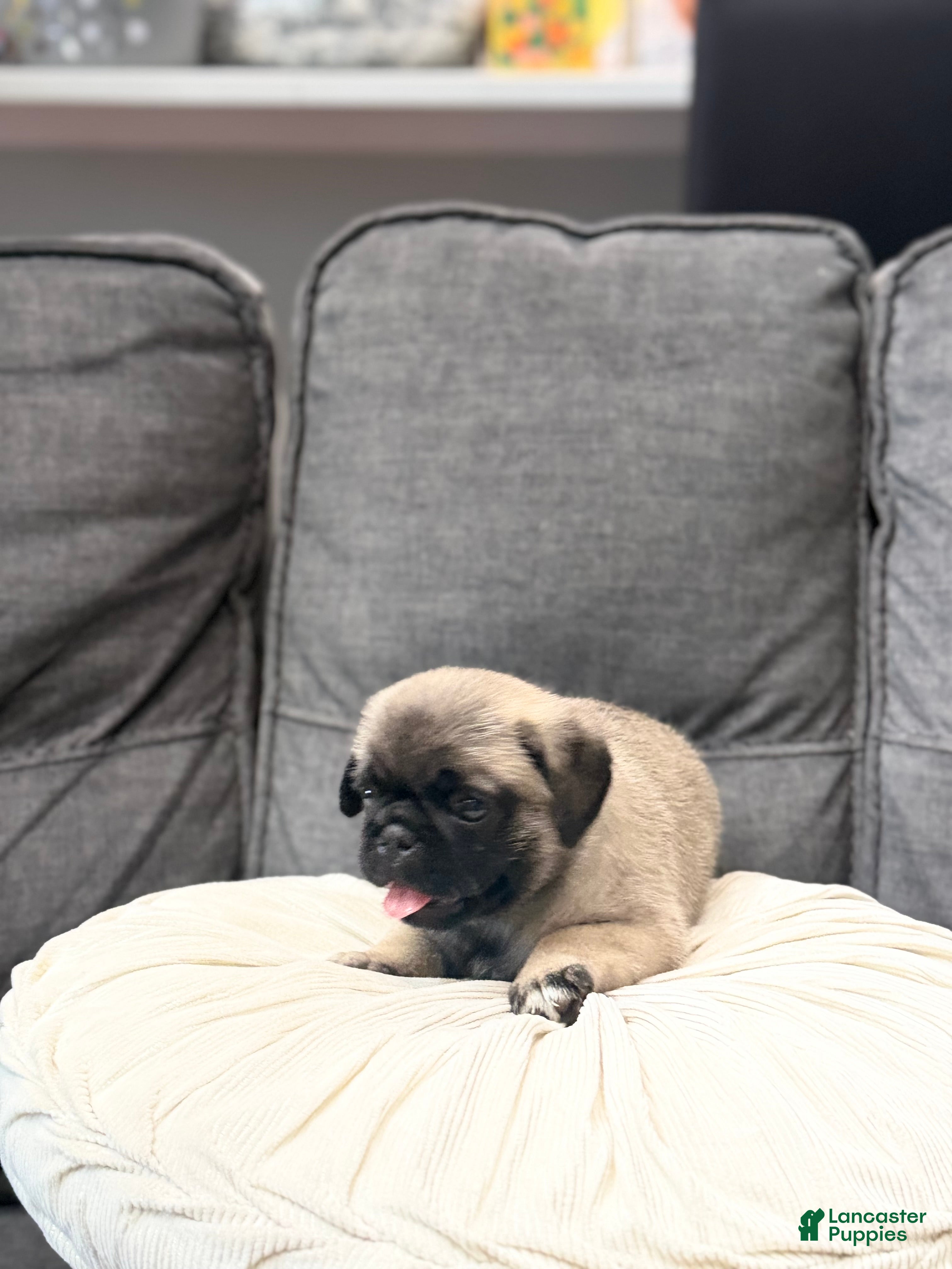 Pug dogs Jackson - Ad 2