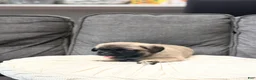 Pug dogs for sale: Jackson - Ad 2