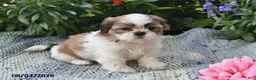 Shih Tzu dogs for sale: Sadie Rose - Ad 4