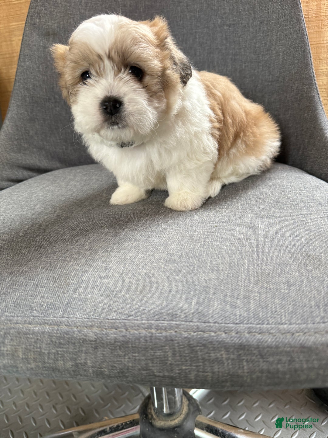 Teddy Bear dogs for sale: Sally - Ad 3