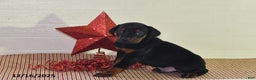 Doberman Pinscher dogs for sale: Chase - Ad 3