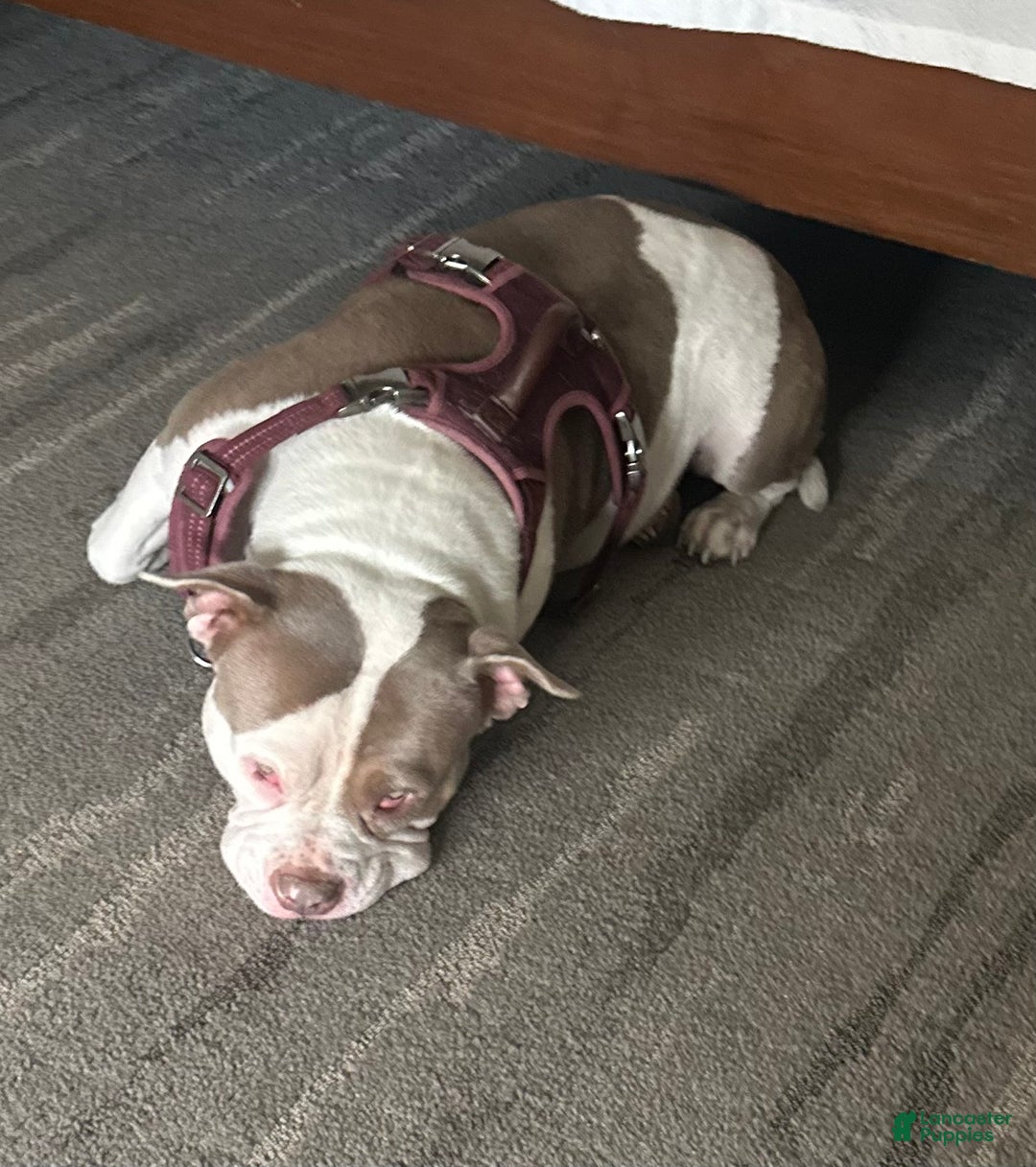 American Bully dogs for sale: American Bully Puppy 1 - Ad 3