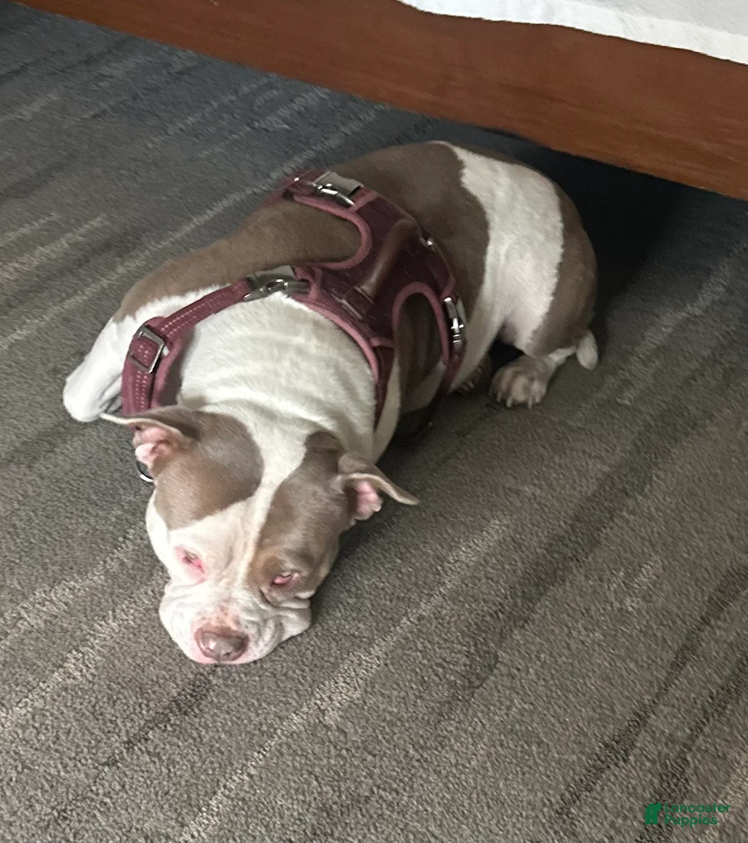 American Bully dogs for sale: American Bully Puppy 7 - Ad 2