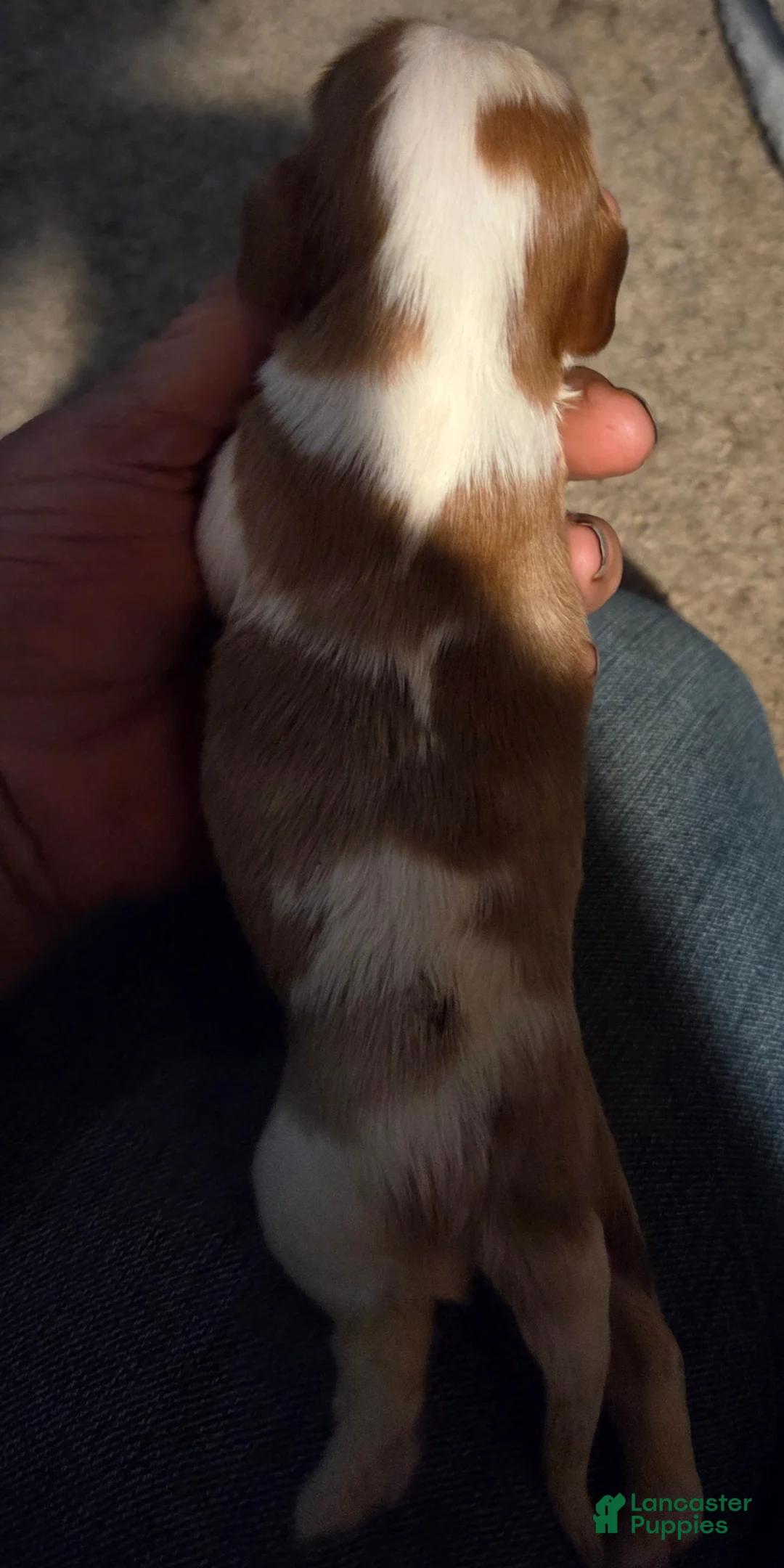 Cavalier King Charles Spaniel dogs for sale: Cavalier King Charles Spaniel Puppy 1 - Ad 2